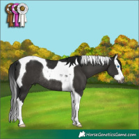 Horse Color:Gray Black Splash Tobiano Rabicano