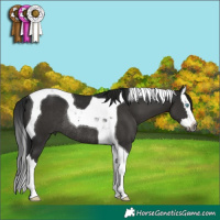 Horse Color:Gray Black Splash Tobiano Rabicano 