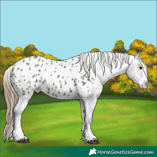 Horse Color:Grullo Appaloosa 