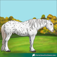 Horse Color:Grullo Appaloosa 