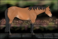 Horse Color:Bay Rabicano