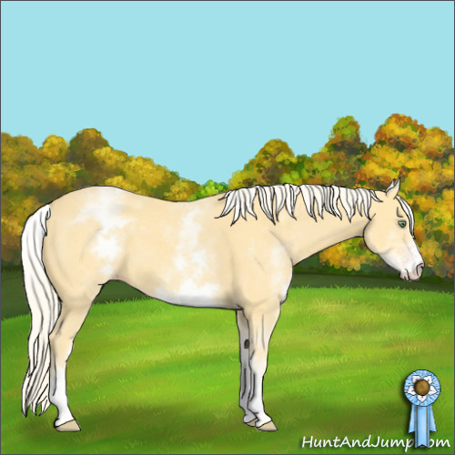 Horse Color:White Spotted Gold Cream Champagne 