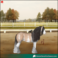 Horse Color:White Spotted Bay Dun Splash 