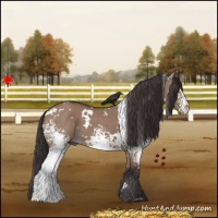 Horse Color:White Spotted Bay Dun