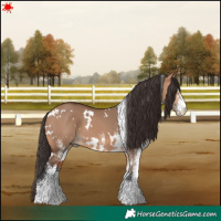 Horse Color:White Spotted Bay Dun