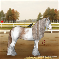 Horse Color:White Spotted Chestnut 