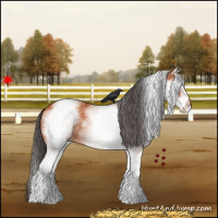 Horse Color:White Spotted Bay 