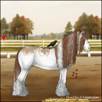 Horse Color:White Spotted Red Dun 