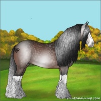 Horse Color:Gray Bay Splash 