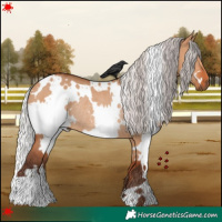 Horse Color:White Spotted Silver Bay Dun Rabicano 