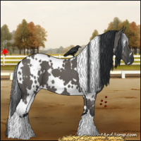 Horse Color:White Spotted Grullo