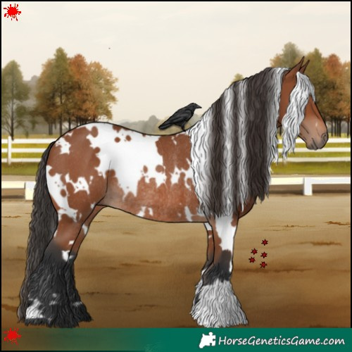 Horse Color:White Spotted Bay Rabicano