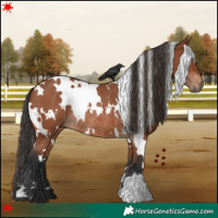 Horse Color:White Spotted Bay Rabicano 