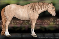 Horse Color:Gold Champagne Pearl Rabicano  and Gold Champagne Rabicano 