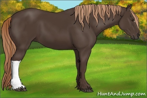 Horse Color:Liver Chestnut 