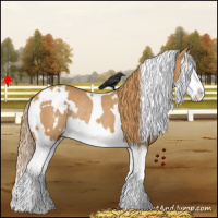 Horse Color:White Spotted Chestnut Splash Rabicano 