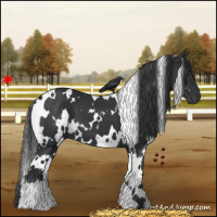 Horse Color:White Spotted Black 