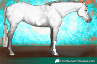 Horse Color:Gray Silver Black Appaloosa