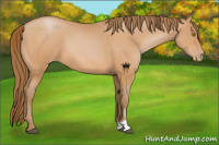 Horse Color:Bay Pearl 