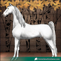 Horse Color:Silver Sable Champagne Appaloosa 