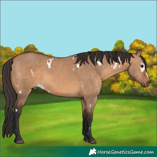 Horse Color:White Spotted Bay Dun 