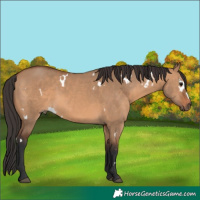Horse Color:White Spotted Bay Dun 