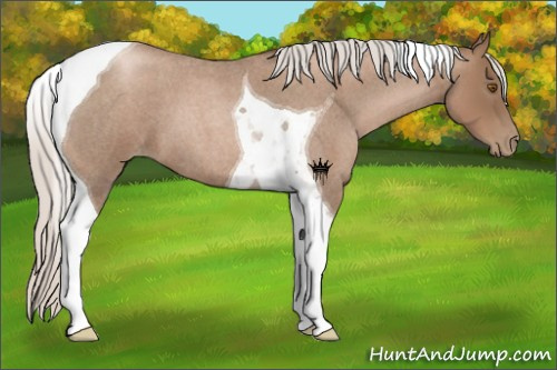 Horse Color:Silver Blue Roan Pearl Tobiano 
