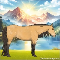 Horse Color:Buckskin 
