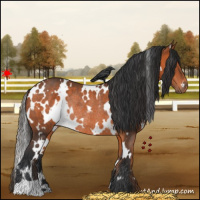 Horse Color:White Spotted Bay Rabicano 