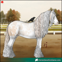 Horse Color:White Spotted Red Dun Splash 