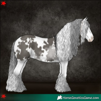 Horse Color:White Spotted Grullo Splash 