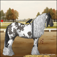 Horse Color:White Spotted Grullo