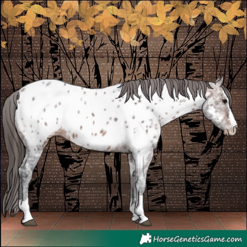 Horse Color:Brown Ice Near Leopard