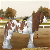 Horse Color:White Spotted Chestnut Splash 