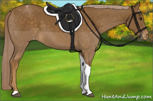 Horse Color:Chocolate Palomino Tobiano Appaloosa