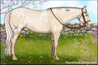 Horse Color:White Spotted Silver Buckskin Pearl Dun 