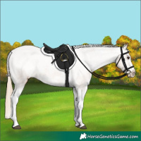 Horse Color:Chestnut Ice Tobiano Frame Appaloosa