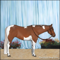 Horse Color:Silver Brown Tobiano 