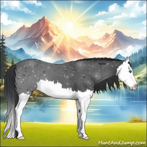 Horse Color:Black Splash 