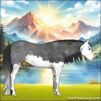 Horse Color:Black Splash 