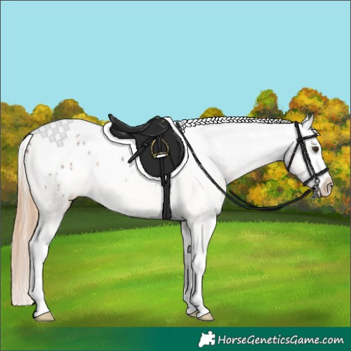 Horse Color:Liver Red Dun Tobiano Appaloosa 