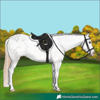 Horse Color:Liver Red Dun Tobiano Appaloosa