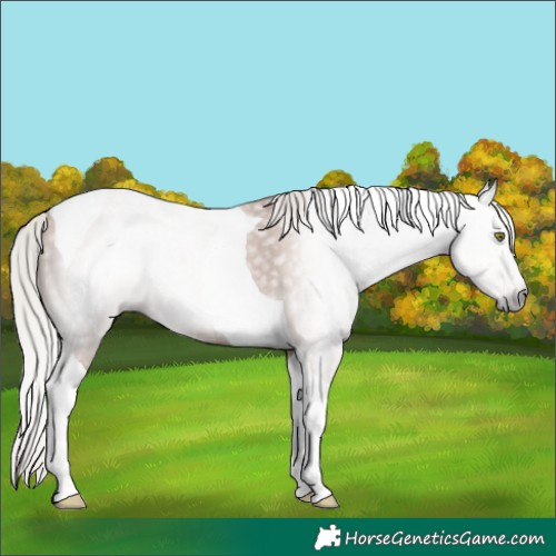 Horse Color:Gray Silver Classic Champagne Tobiano 
