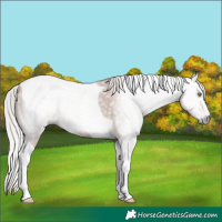 Horse Color:Gray Silver Classic Champagne Tobiano 