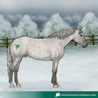 Horse Color:Platinum Silver Grullo Roan 