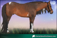 Horse Color:Bay Tobiano 