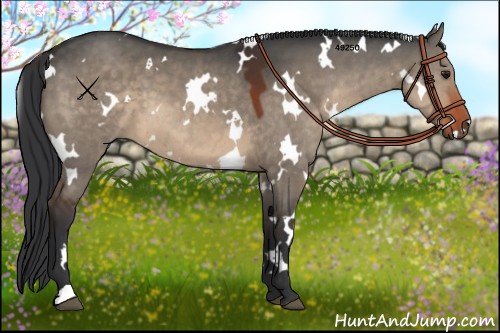 Horse Color:White Spotted Brown Dun 
