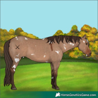 Horse Color:White Spotted Liver Red Dun 