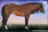 Horse Color:Bay Tobiano 