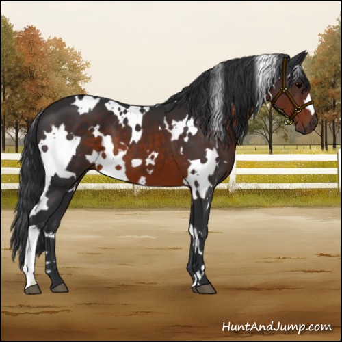 Horse Color:White Spotted Brown 